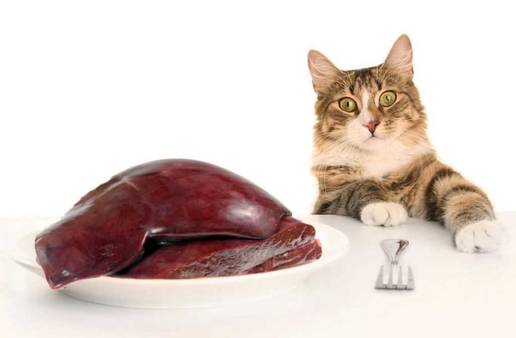 Можно кормить кота сушеной рыбой