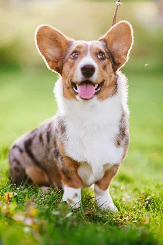 Вельш-корги кардиган – описание и стандарты популярной породы собак