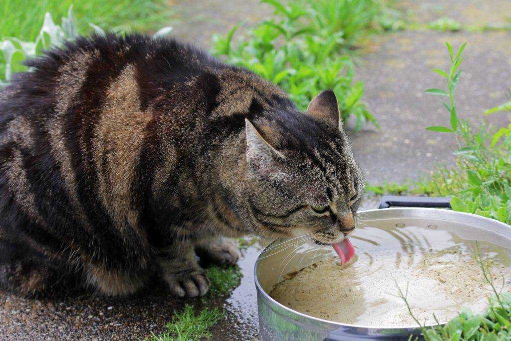 Почему кошка не ест? возможные причины и последствия.