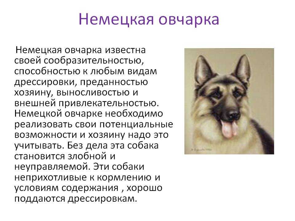 Инсульт у собак - признаки инсульта, последствия, лечение инсульта у собак в москве. ветеринарная клиника "зоостатус"