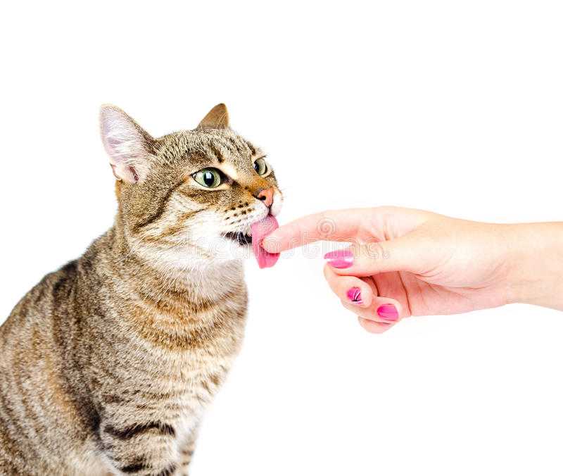 7 причин почему кот лижет стены и пол