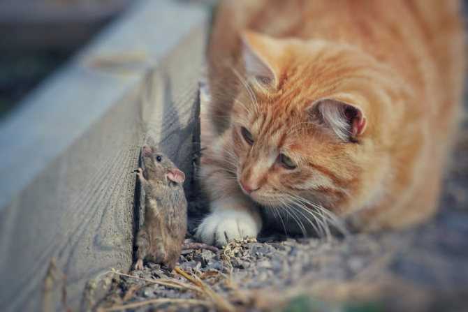 Что будет если кошка съест отравленную мышь. кот съел отравленную мышь – симптомы, помощь, последствия особенности ядов и симптоматика отравления