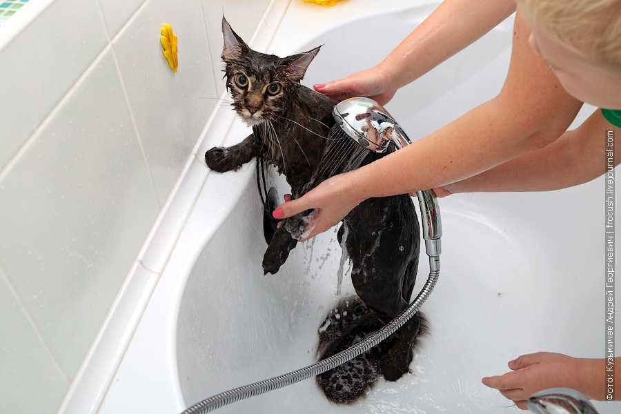 Как часто можно купать кошек и котов: нужно ли мыть домашнюю кошку, и если да, то как это правильно делать?
