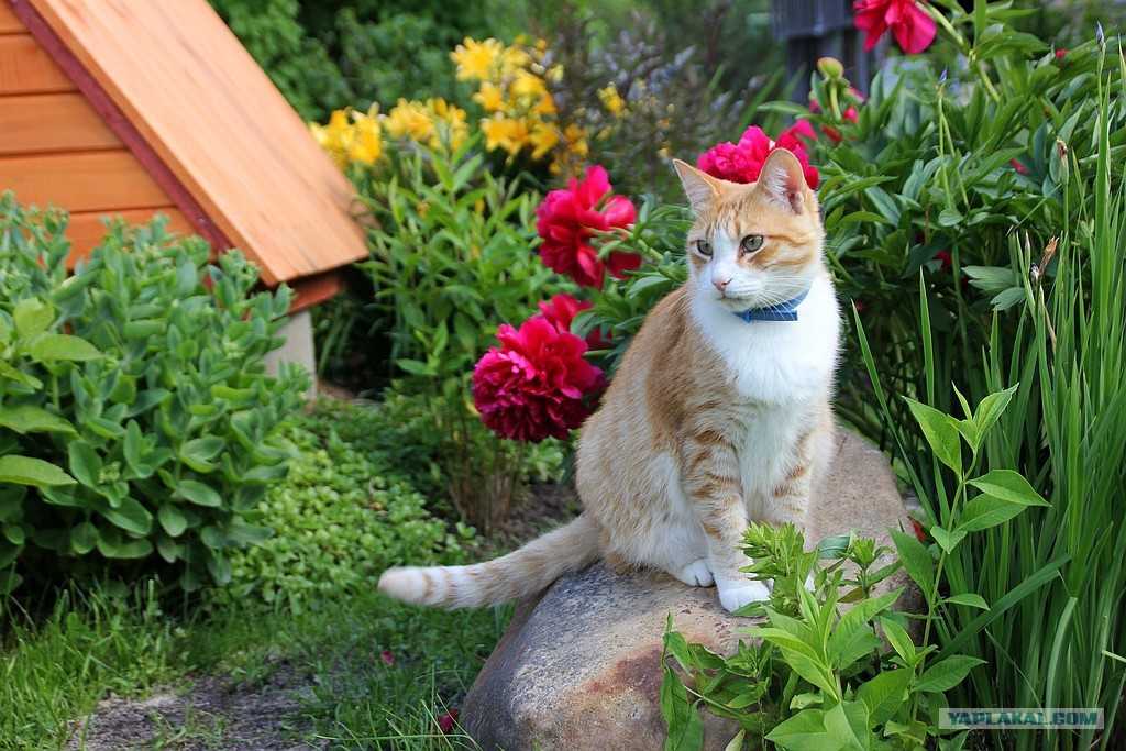 Как отвадить соседских. Кот в саду. Кошка на участке. Декоративная кошка на участке. Котик в огороде.