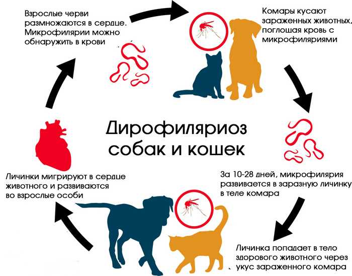 Изоспороз у кошек - симптомы, лечение в ветклинике зоостатус