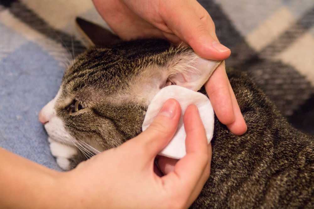 Почему кошка чихает: топ-8 самых популярных причин чихания у кошек с советами, что делать и нужно ли обращаться к врачу