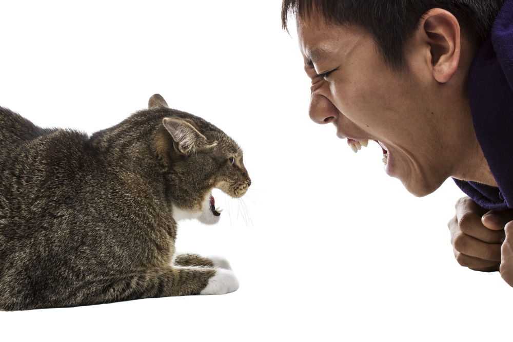 Агрессия у кошек: топ-10 причин агрессии кота к человеку и другим животным + советы, что делать