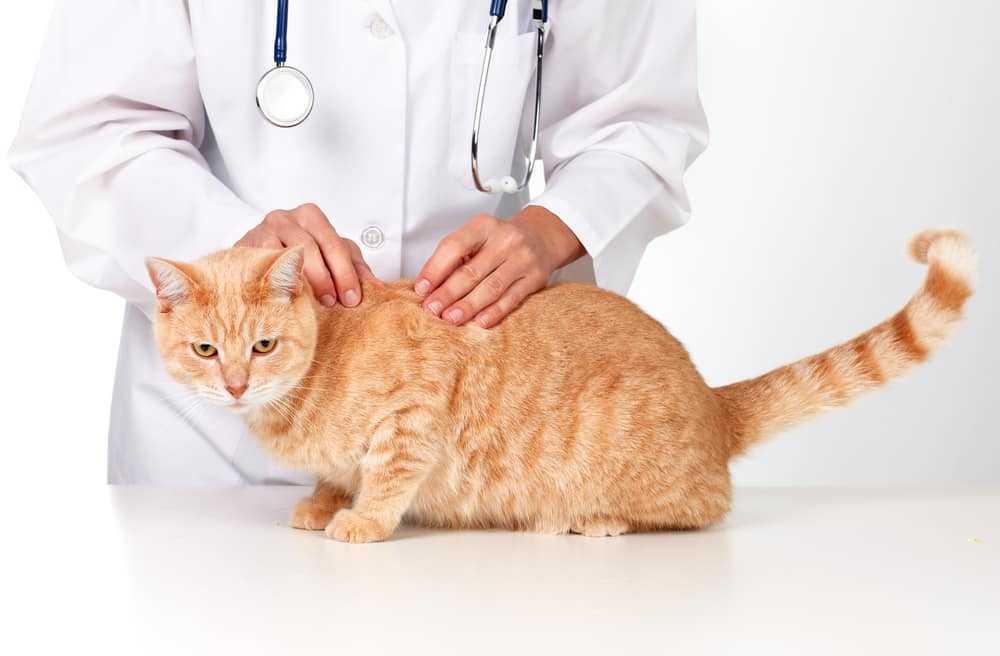 Глисты у котят - что делать хозяину? симптомы и лечение глистов у котенка | нвп «астрафарм»