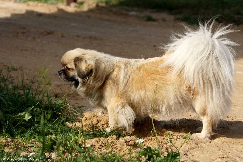 Тибетский спаниель - описание породы собак, фото, где купить щенка