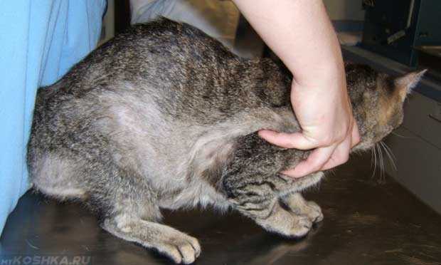 Артрит и артроз у кошек: симптомы и лечение