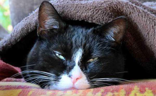 Заботливым хозяевам необходимо сразу же начать лечение простуды у кота в домашних условиях, поскольку, не получив своевременное лечение, кошка может даже погибнуть.
