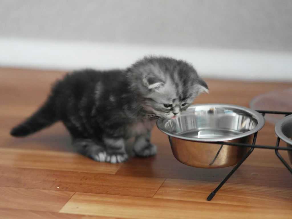 Кошка перестала пить воду после стерилизации на 3 день