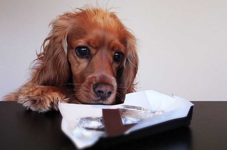 Шоколад для собак не хуже, чем для людей
