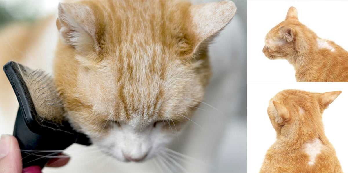 7 причин почему кошка лижет лицо хозяина - как остановить