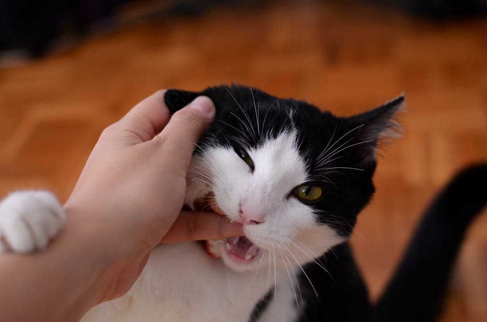 Почему кот кусает меня за нос?
