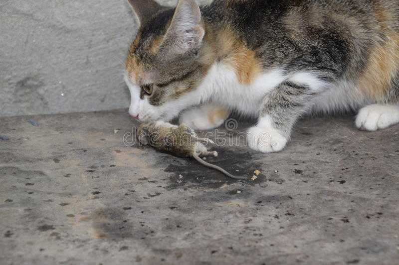 Кот съел отравленную мышь: что делать в домашних условиях, как помочь кошке?
