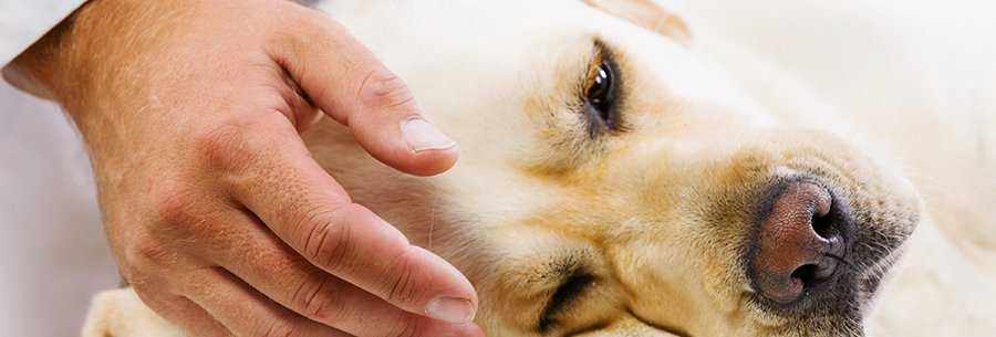 Чем обработать собаку от клещей – лучшее средство от укусов и ран
чем обработать собаку от клещей – лучшее средство от укусов и ран