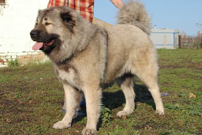 Порода собак кавказская овчарка: как найти подход к великану с непростым характером