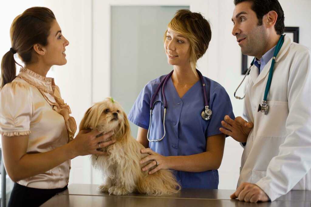 Как понять, что собака беременна - ветеринарная клиника zoohelp