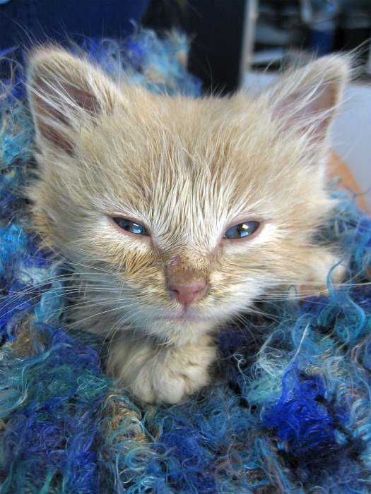 Чумка у кошек — диагностика и лечение в москве | ветеринарная клиника ирины оныщук