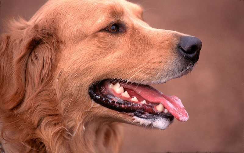 Почему у собаки текут слюни, основные причины такого состояния