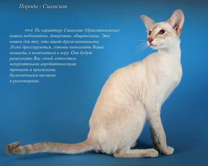 Топ-19 гипоаллергенных пород кошек