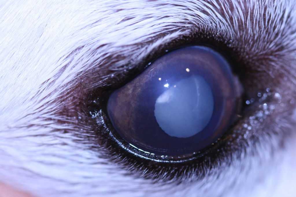 Бейте тревогу при развитии лейкомы на глазах у собаки