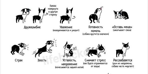 Вестибулярный синдром у собак: причины, симптомы, диагностика, лечение | блог ветклиники "беланта"
