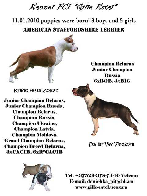 Стаффордширский терьер (амстафф): характеристики породы американского стафорда