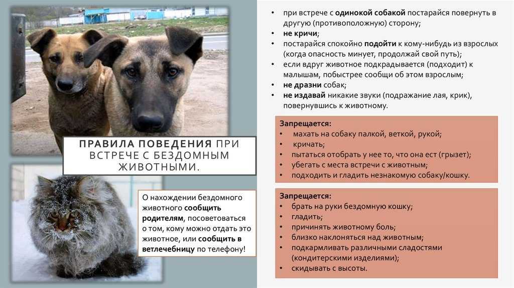 ᐉ как оградить собаку от поедания кошачьего корма - ➡ motildazoo.ru