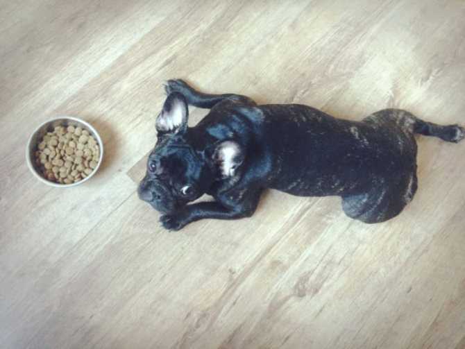 Питание щенка французского бульдога, чем кормить, вес по месяцам