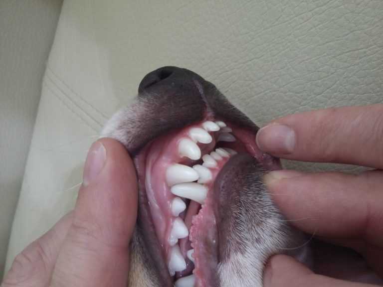 Болят зубы у собаки - симптомы, способы лечения в домашних условиях
