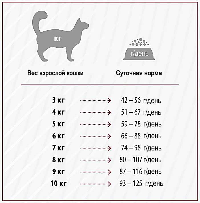 Сколько весит кот?