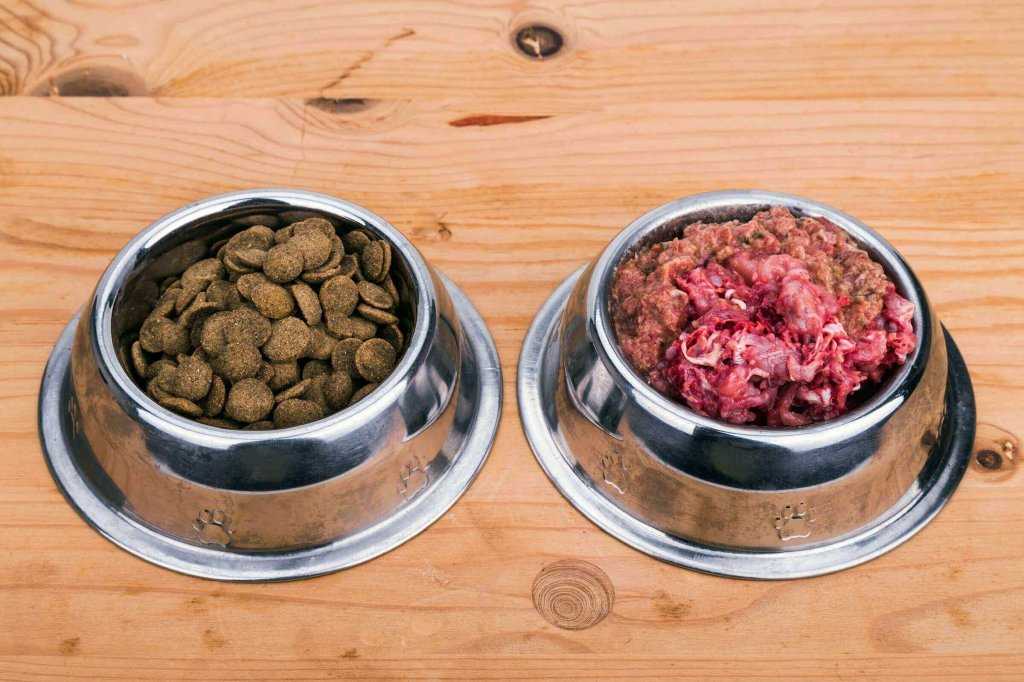 Можно ли кормить собаку только сухим кормом?