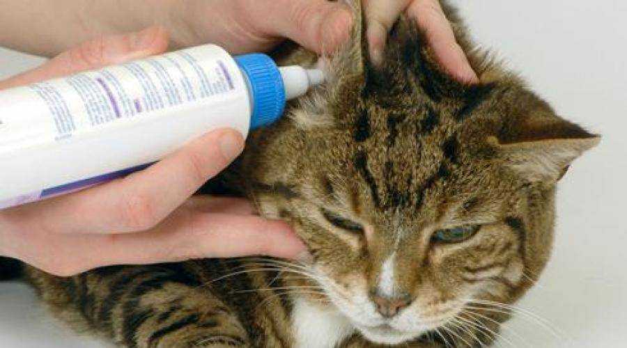 Чистить уши кошке в домашних условиях не сложно: инструкция