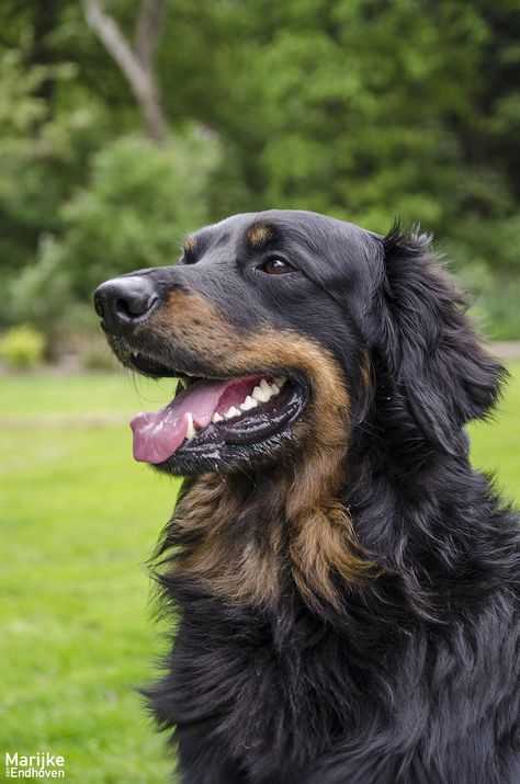 Ховаварт - порода собак: описание породы, характер и навыки, плюсы и минусы