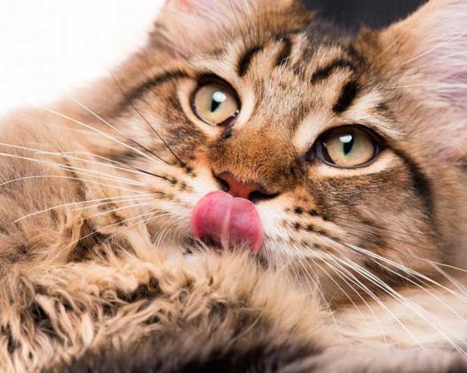 7 причин, почему у кошки запах из-под хвоста
