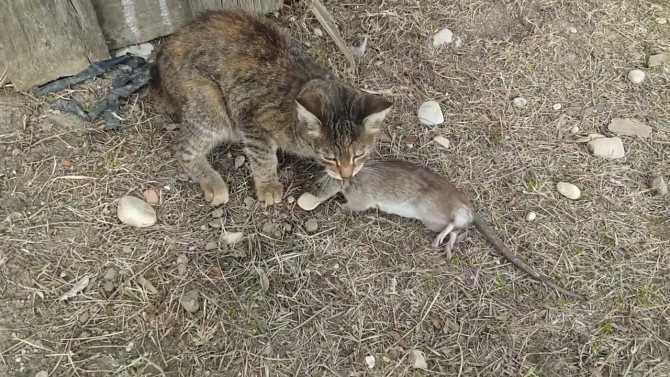 Статьи - экстренная помощь животному при отравлении крысиным ядом