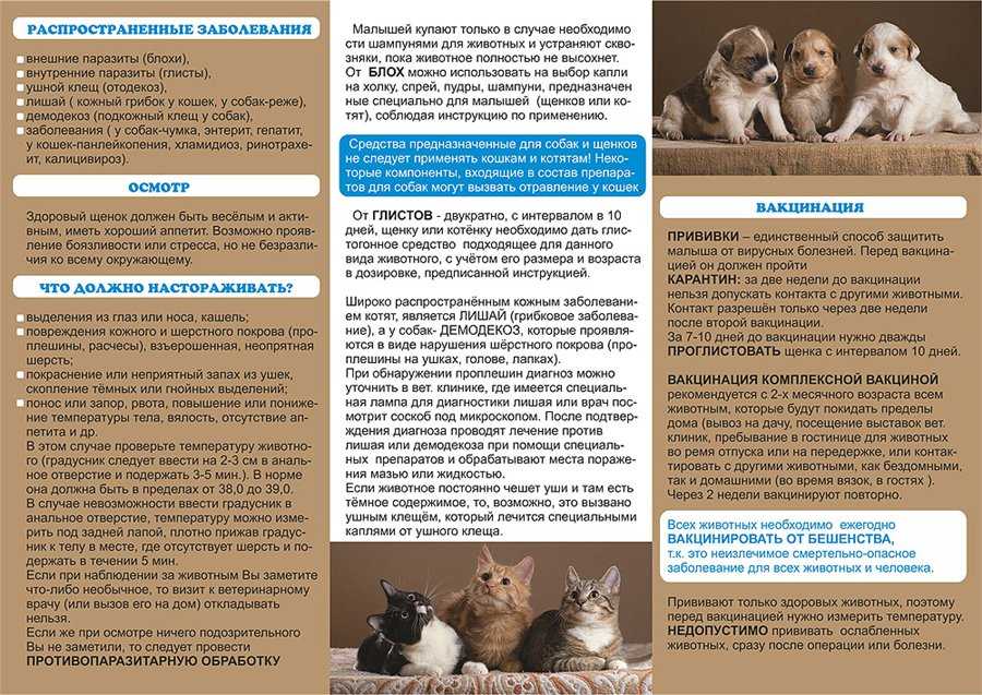 Вакцинация домашних животных: основные правила на supersadovnik.ru