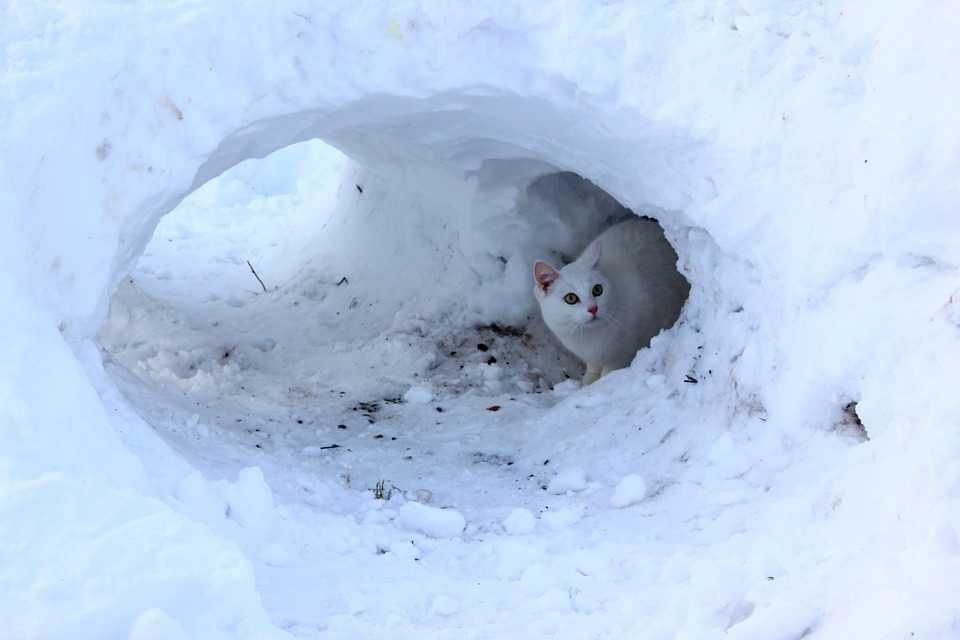 Выживут ли котята зимой на даче
