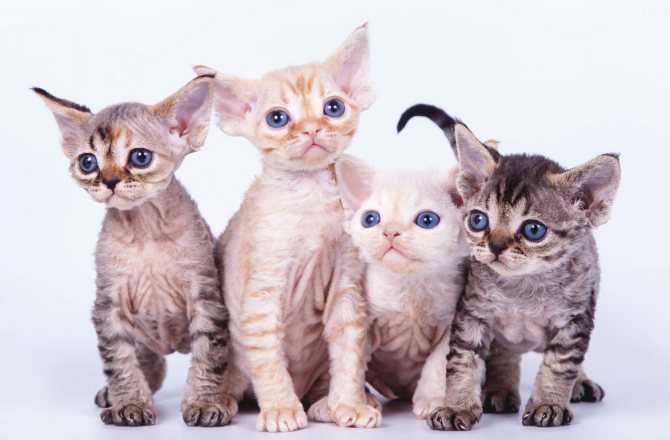 Самые гипоаллергенные породы кошек