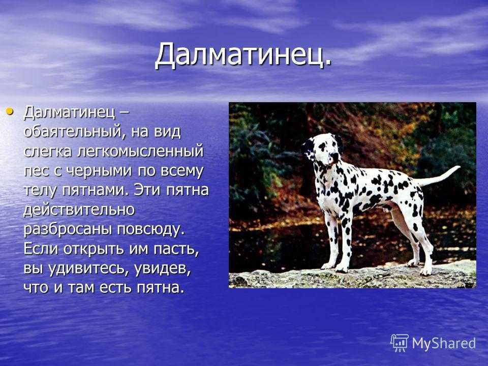 Далматин: описание породы собак, характер, щенки