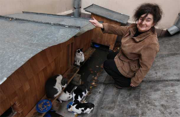 Мерзнут ли кошки, что подстерегает животное на даче в холод