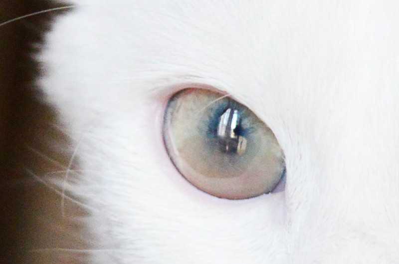 Когда меняют цвет глаз котят?