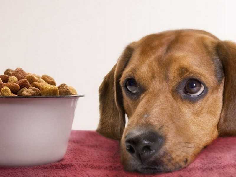 Шпиц щенок не ест сухой корм - кормобзор