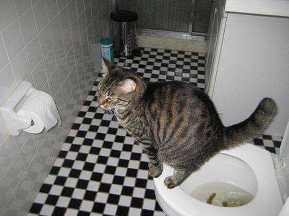 Как часто котенок должен ходить в туалет