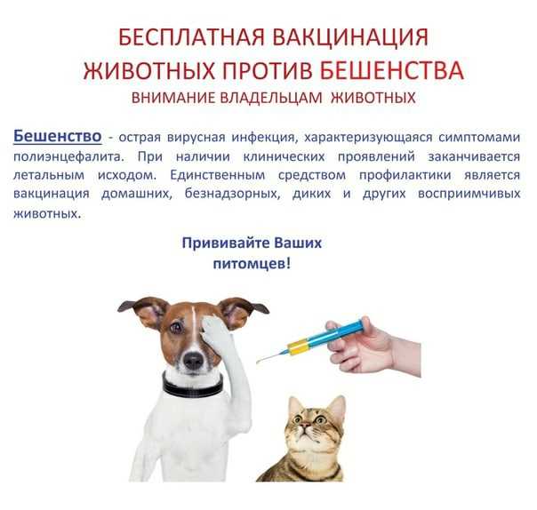 Профилактические прививки для кошек, виды вакцинации и сроки проведения | блог ветклиники "беланта"