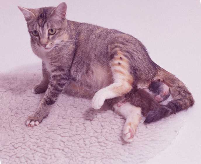 Подготовка к родам у домашней кошки