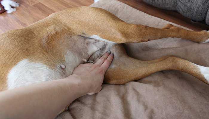 Почему собака часто дышит: опасные и неопасные причины, возможные патологии, что делать, если у собаки учащенное дыхание с хрипами, слюнотечением, дрожью