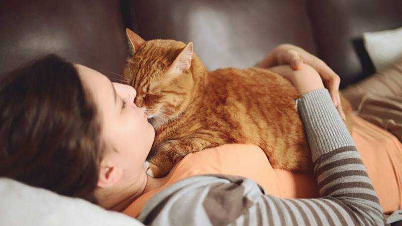 Как понять что кошка любит хозяина